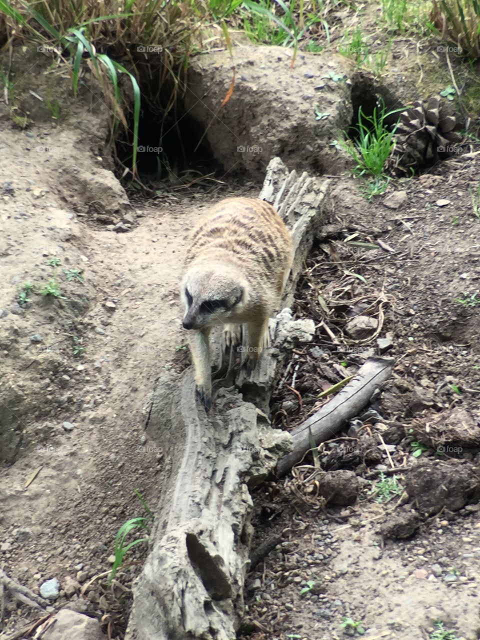 Meerkat