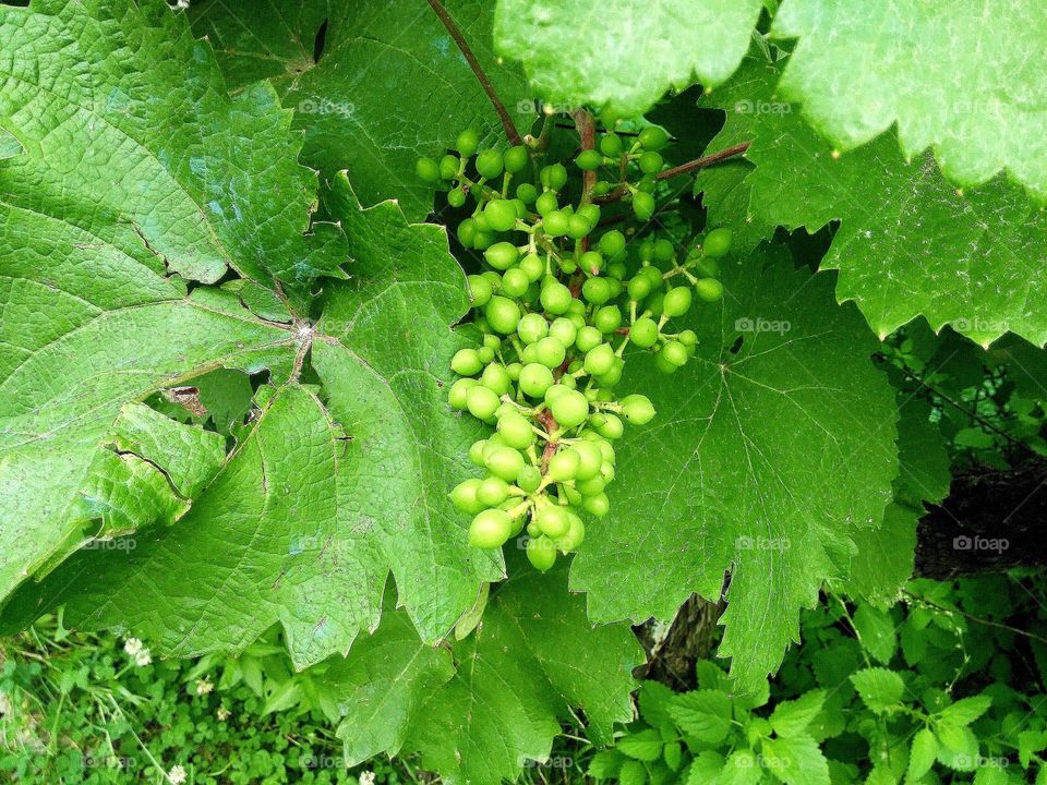 Bulgarian grapes