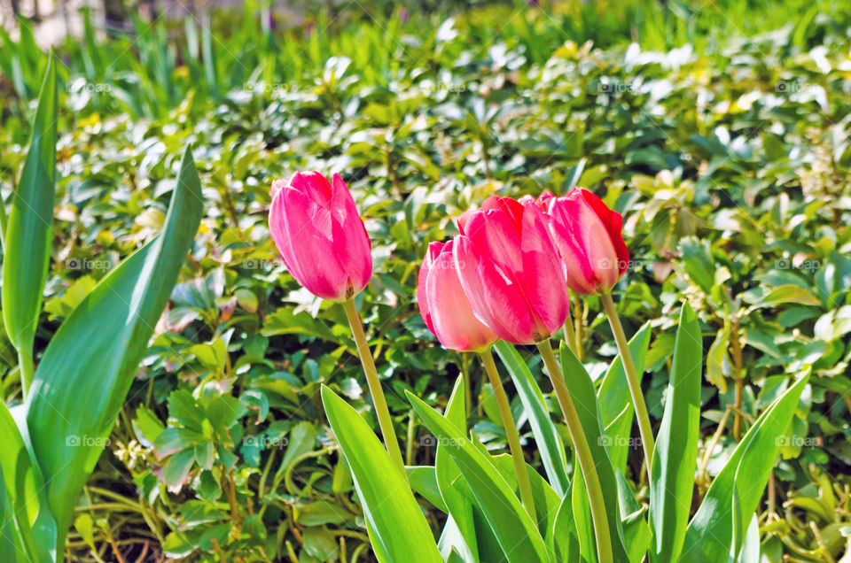 Close-up of pink flower.