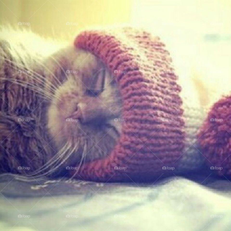 is this cute or what