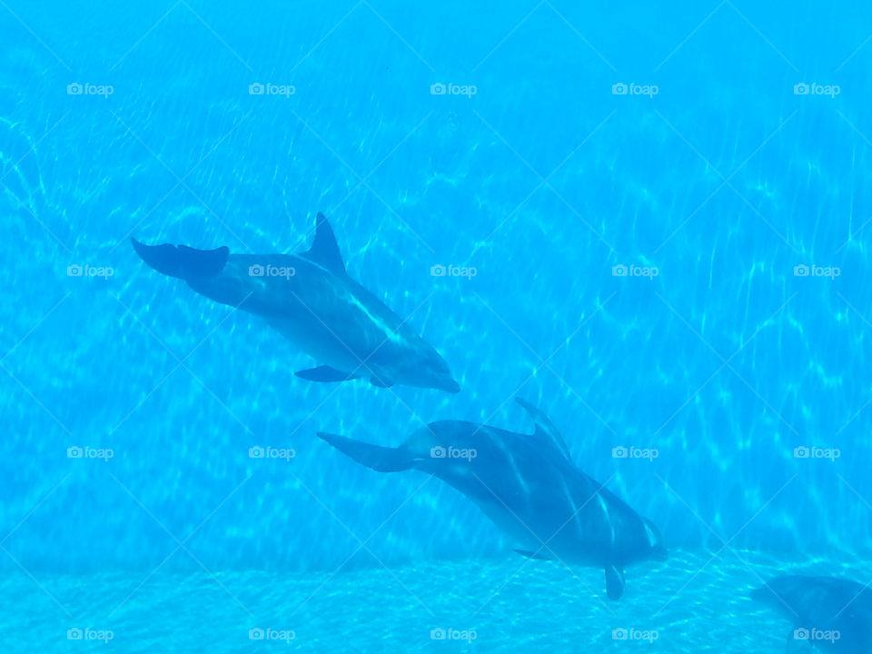 Everyone Needs Someone Even Dolphins