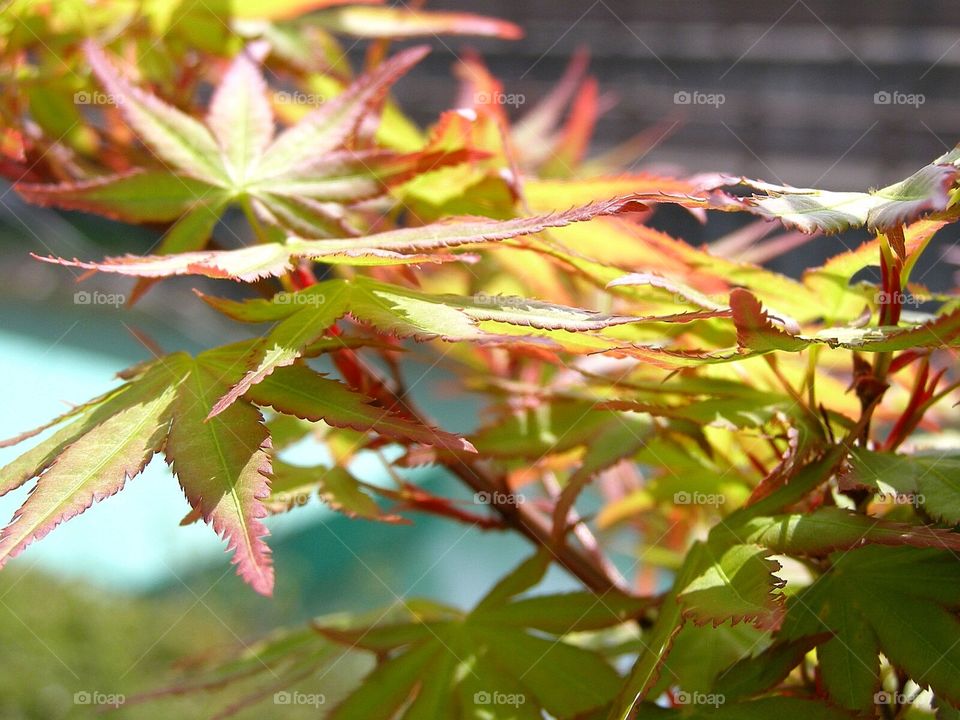 Japanese maple1