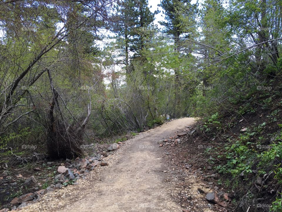 Walking Path. Beautiful walking path through the trees