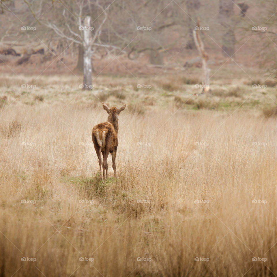 A beautiful deer in the park. Richmond park in London. Sweet animal portrait.