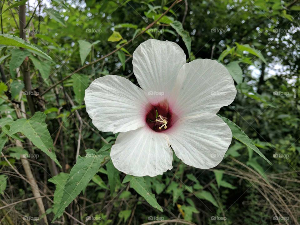 white and red flower