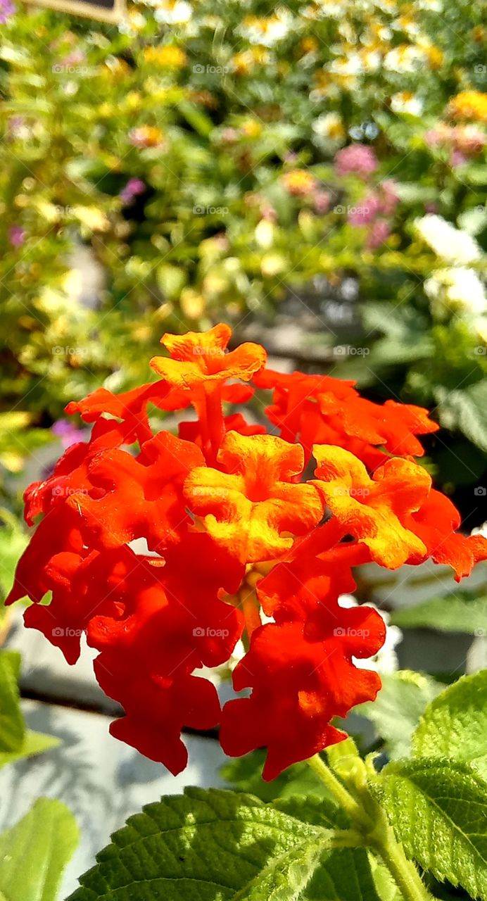 Lantana