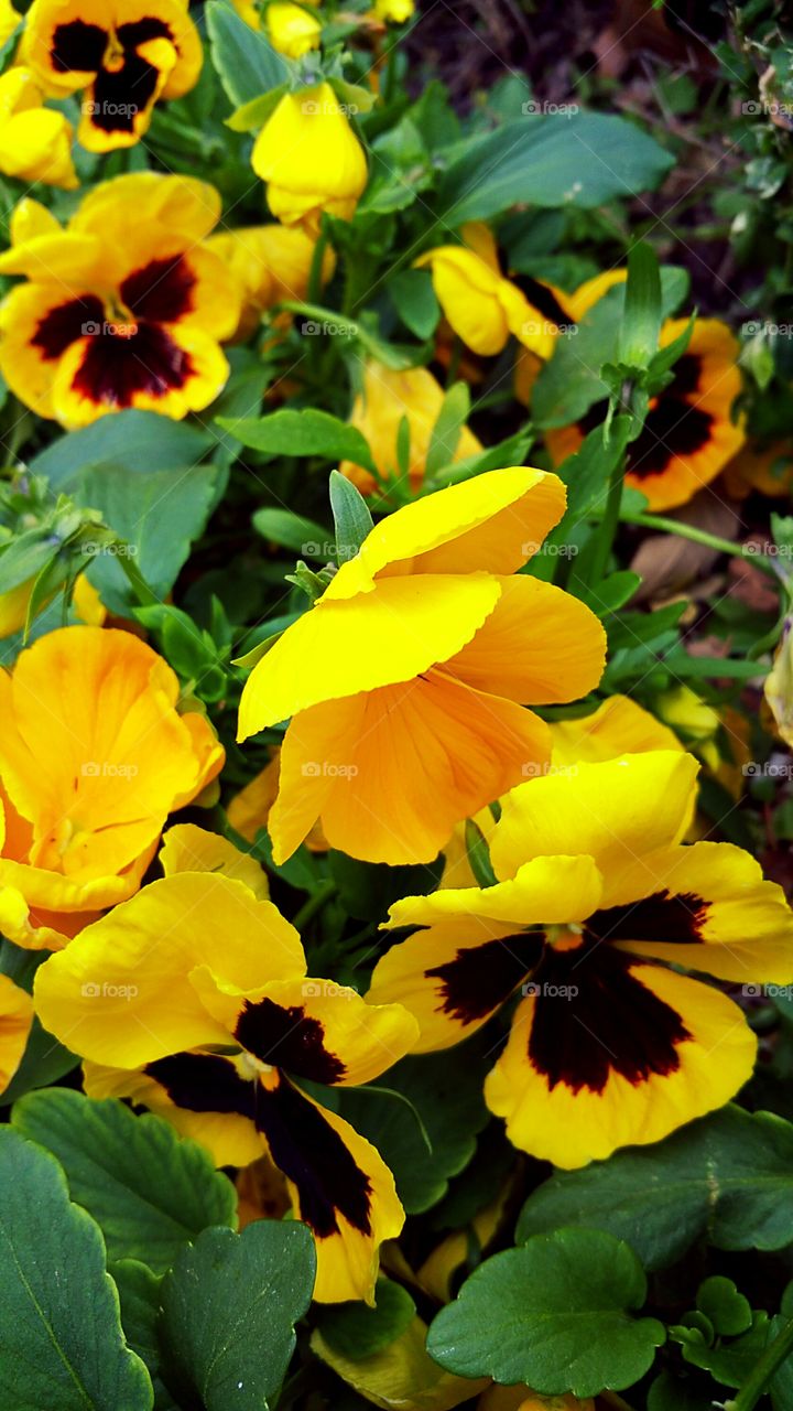 Blooming yellow flowers