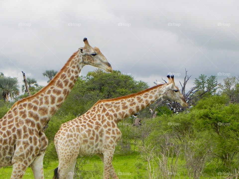 Giraffe snack time in Botswana 
