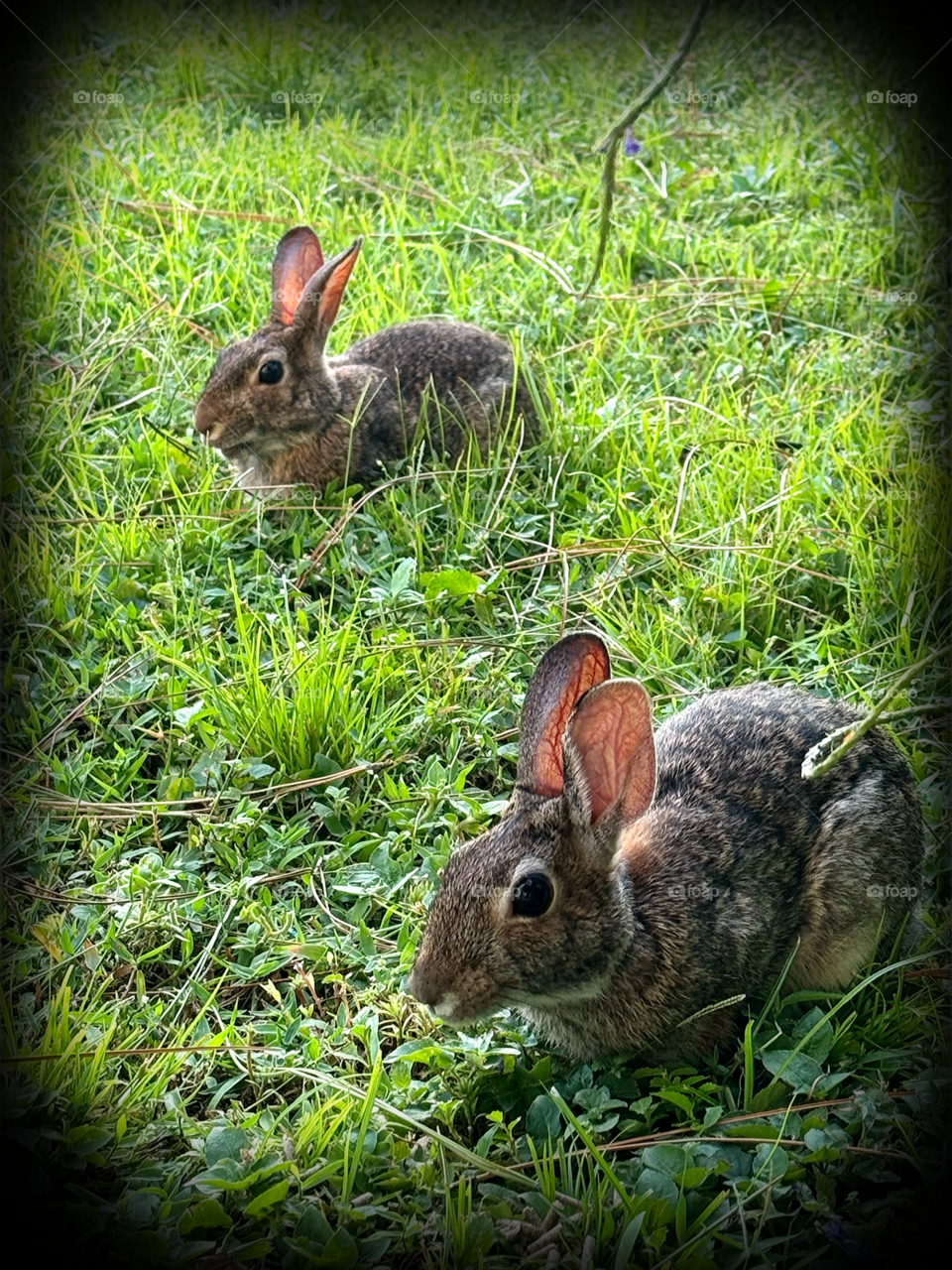 Bunny twins Binky and Bunche.