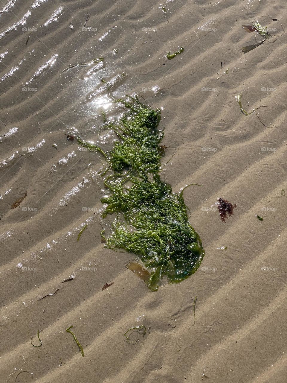 Seaweed on a rippled beach
