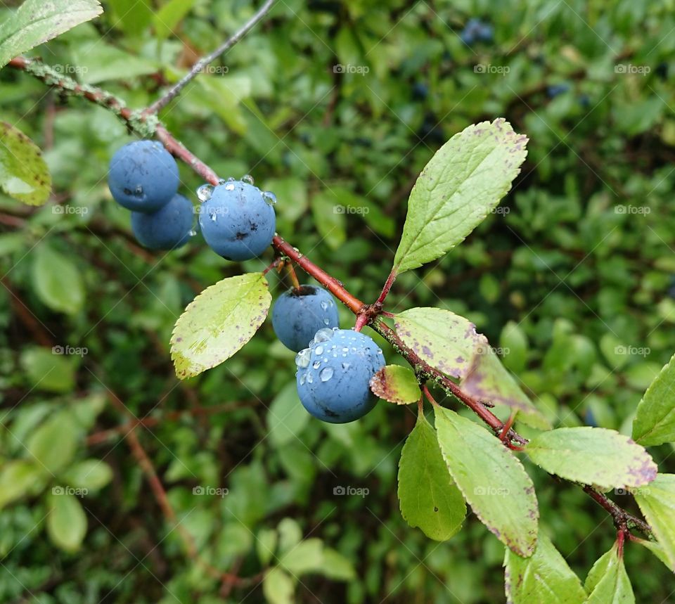 Wild blueberries in Sweden 🇸🇪