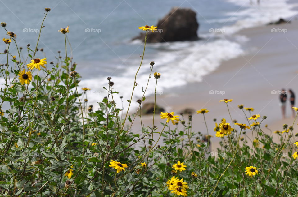 Flowers and the beach