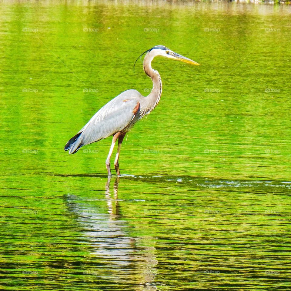 Beautiful blue heron in the white River. 