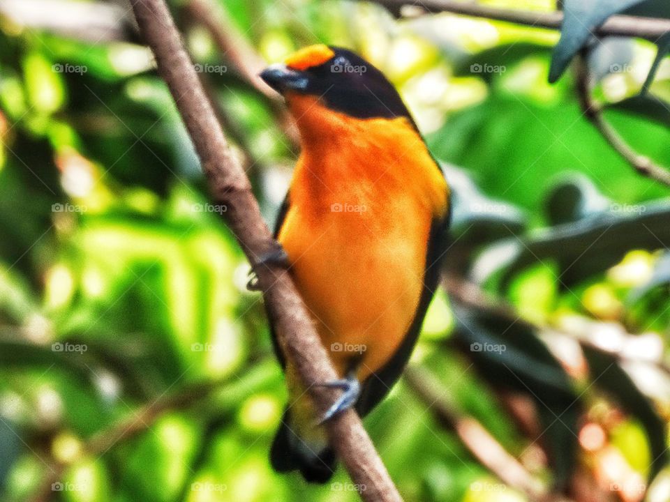 Brilliant Exotic Saffron Finch. Brilliant Bird From Amazon Rainforest