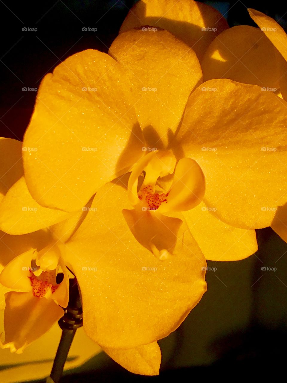 Yellow orchid