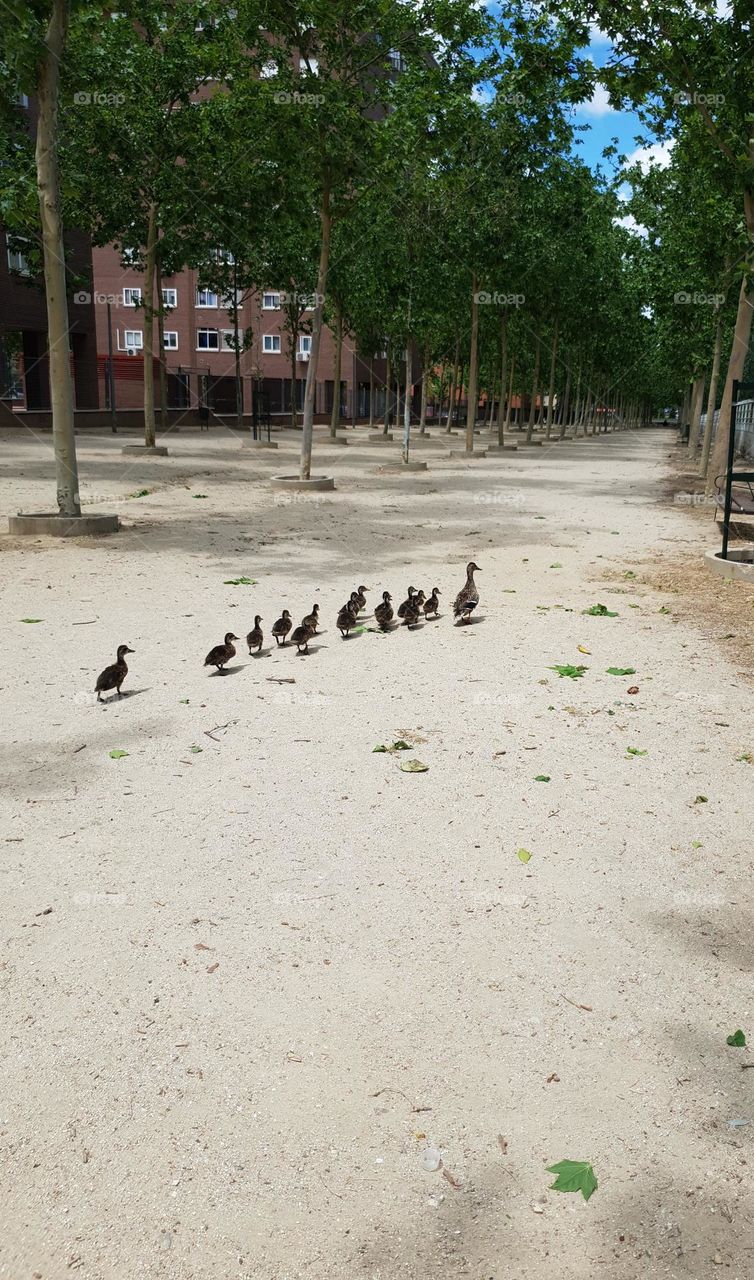 family of ducks in a park in Spain Mostoles