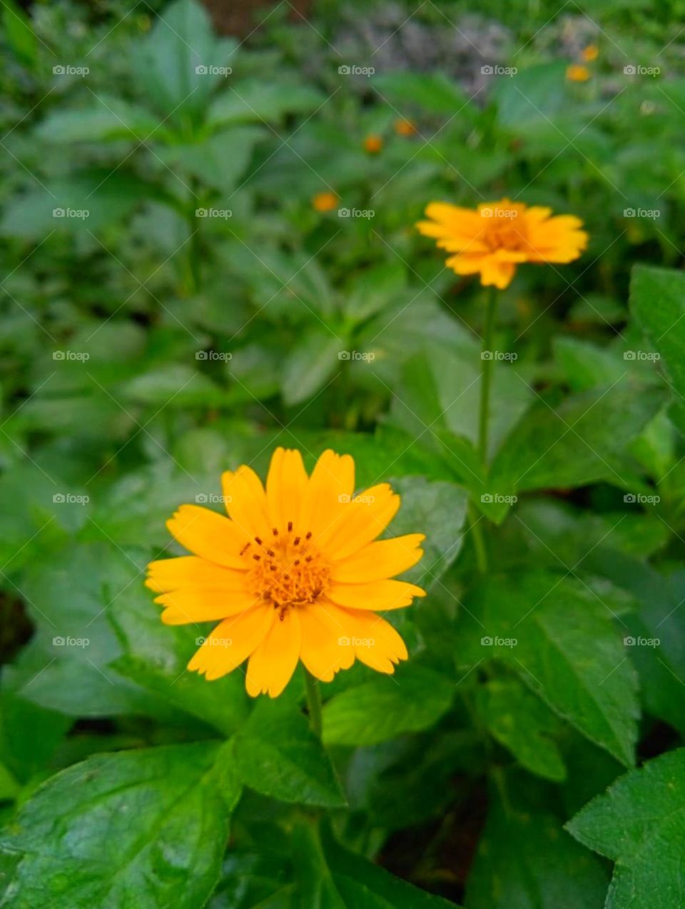 This is not sunflower but like sunflower