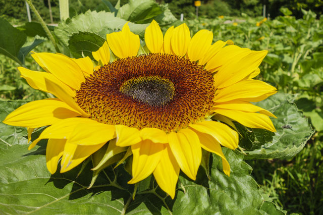 Sunflower