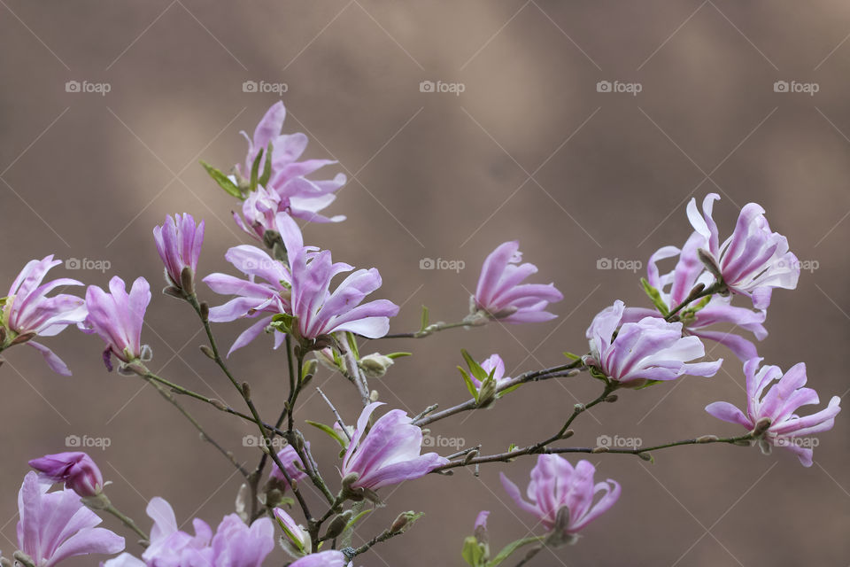 Pink magnolia