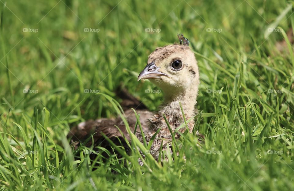 peacock chicks 🐤