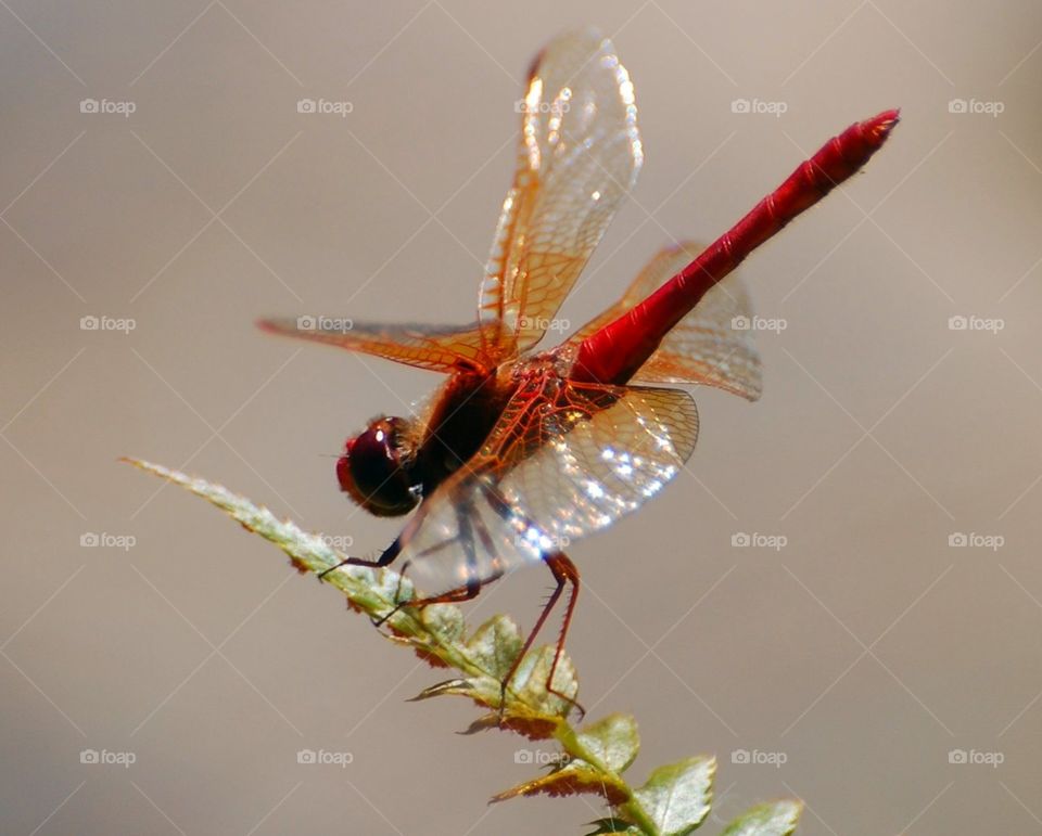 Dragon fly gully. A lovely red dragonfly perches upon a fern