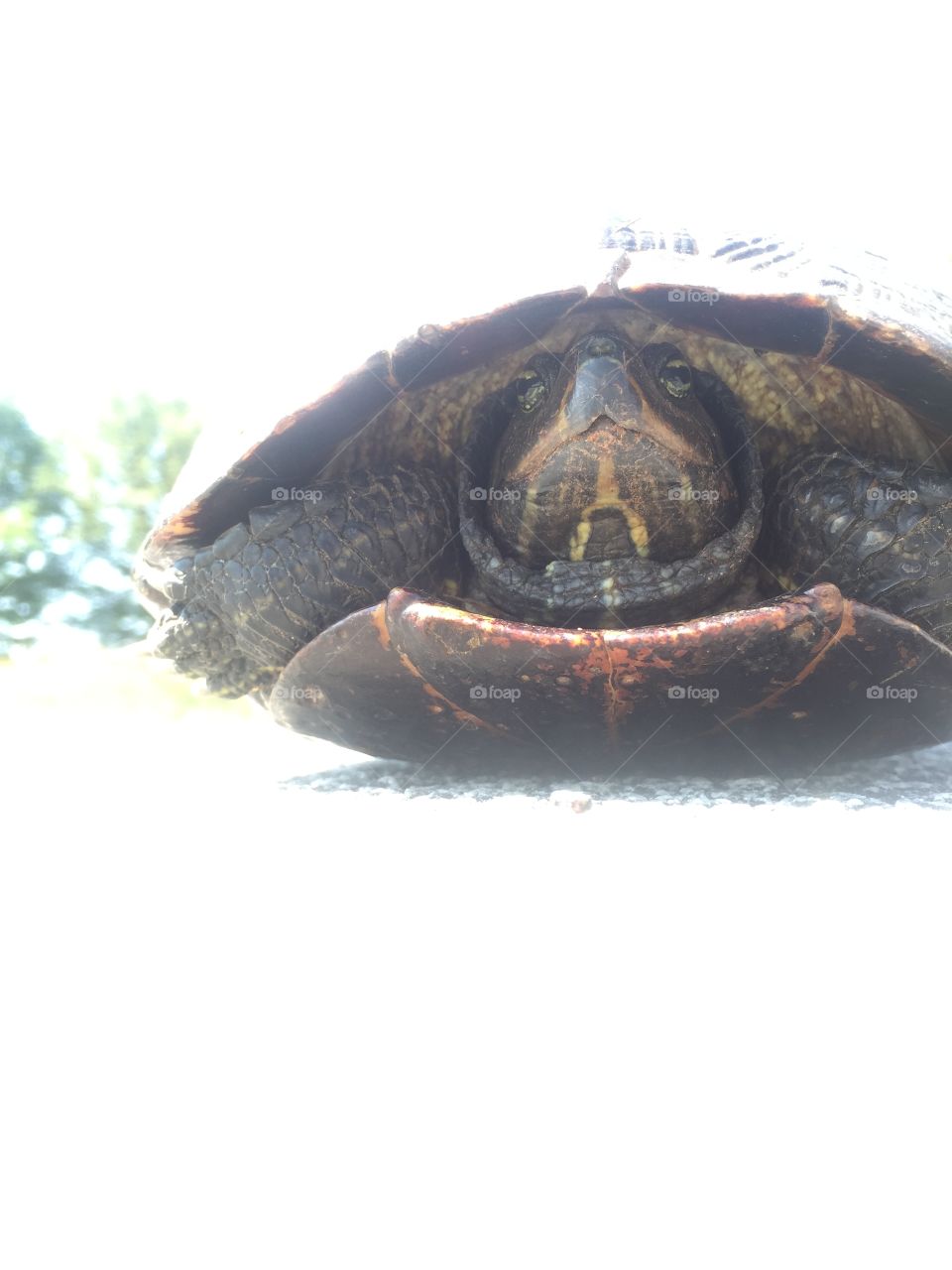 Turtle closeup. 