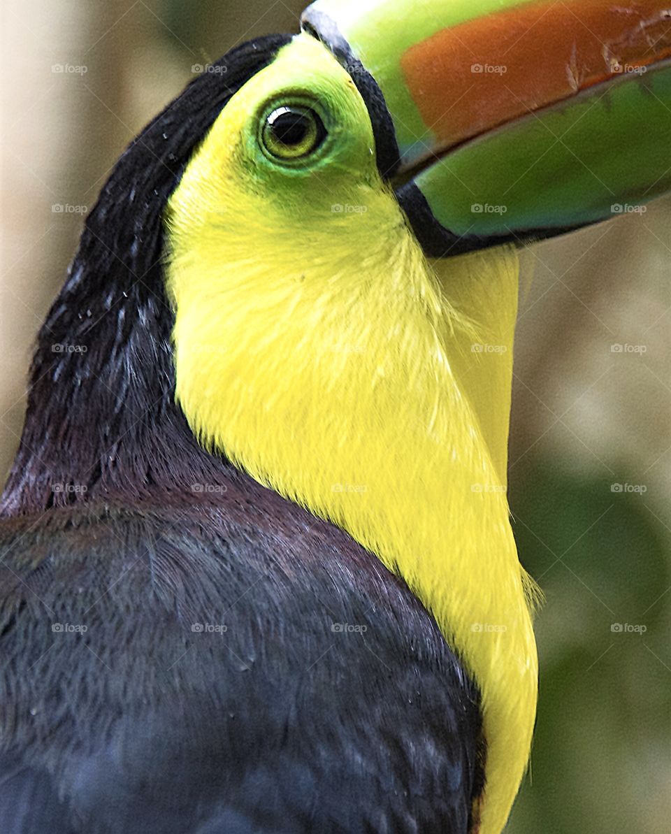 Toucan closeup, colorful 