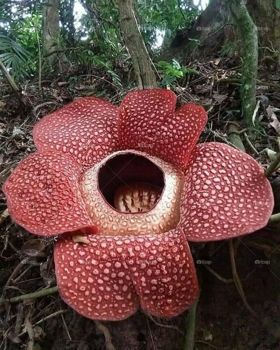 Best flower from indonesia