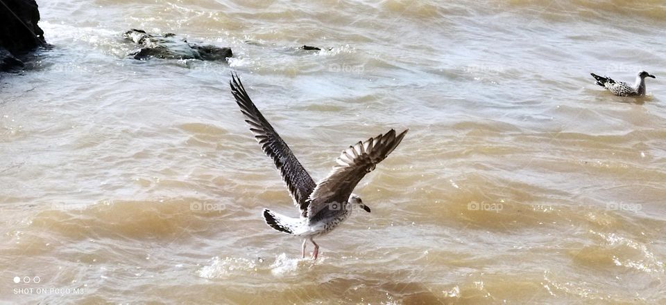 beautiful flying seagull