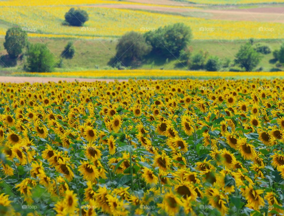 View of beautiful sunflowers field