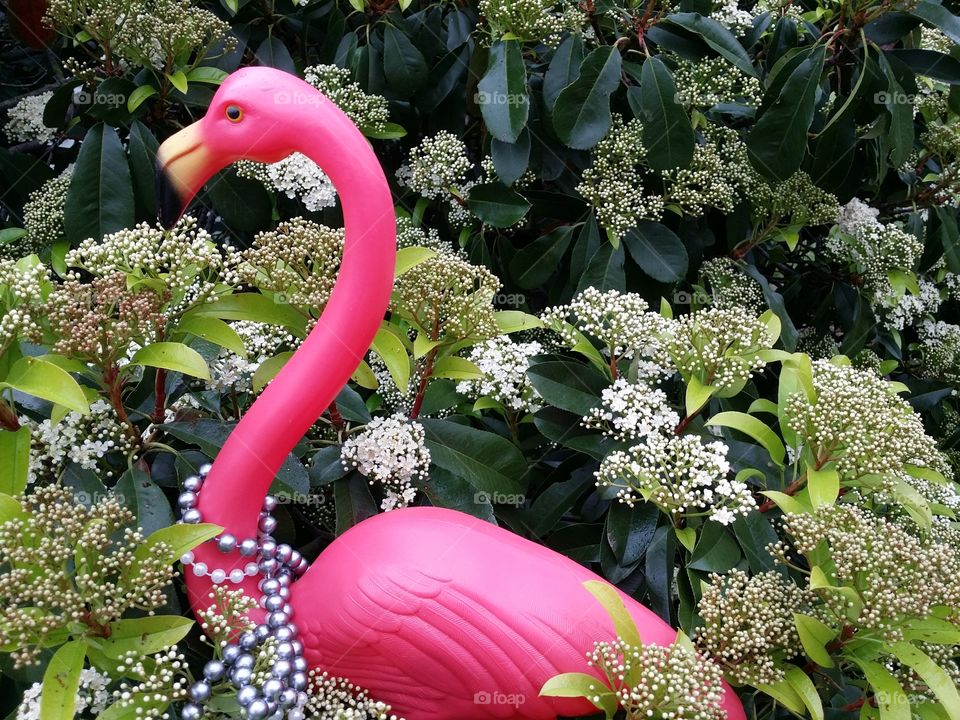 Flamingo in a Bush