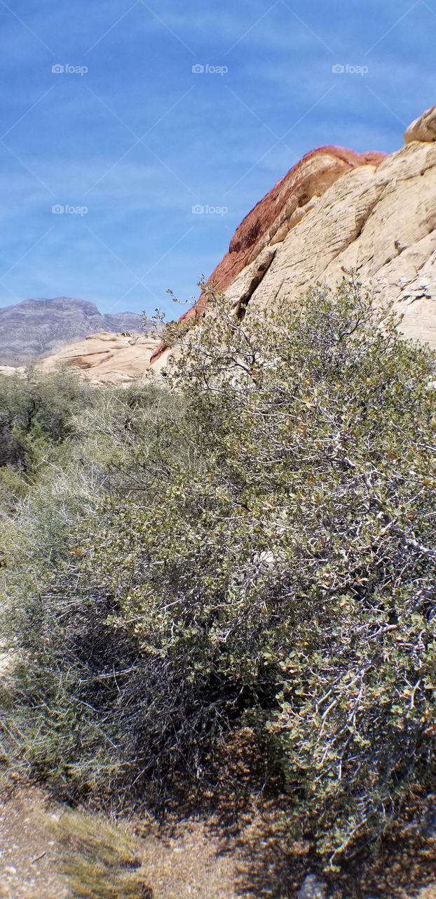 Red Rock Canyon Conservatory