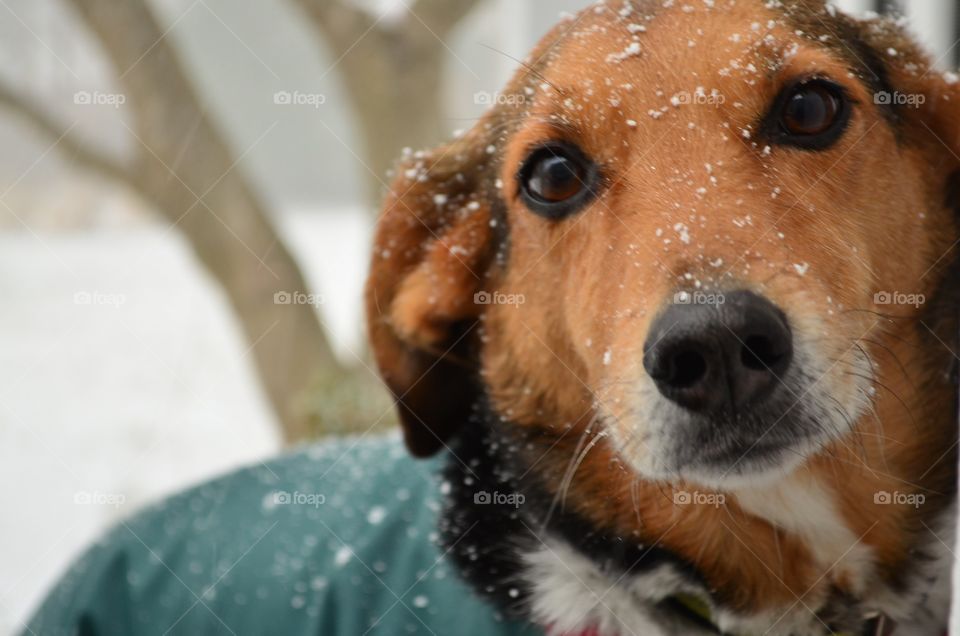 Boomer the beagle in the snow
