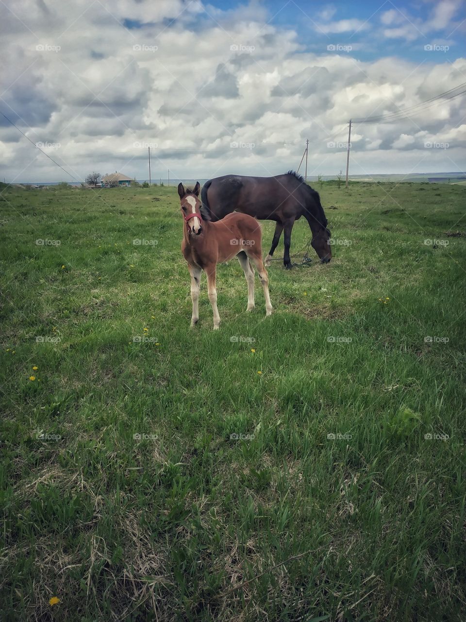 Horses.