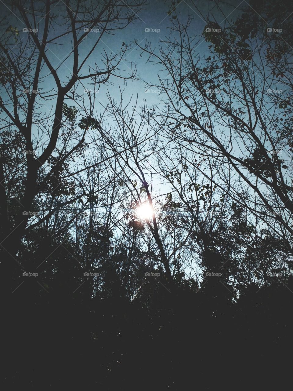 sun light through tree branches