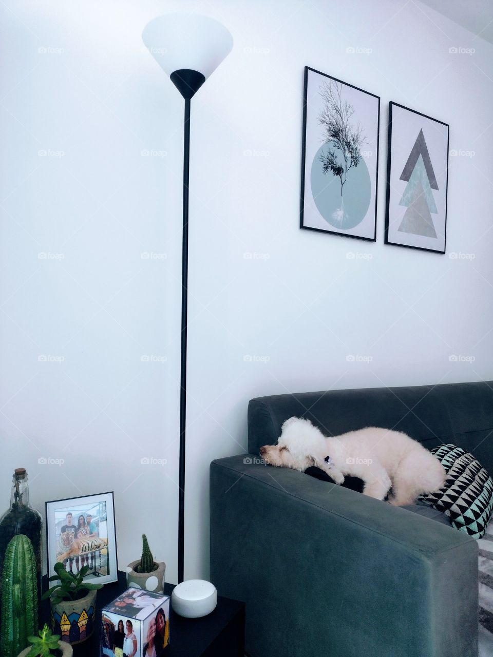 Luna... nossa bolinha de algodão.