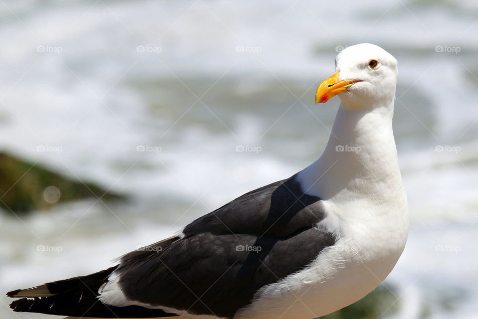 Seagull