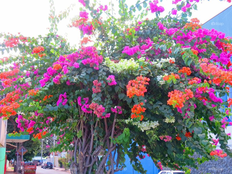 Bougainville