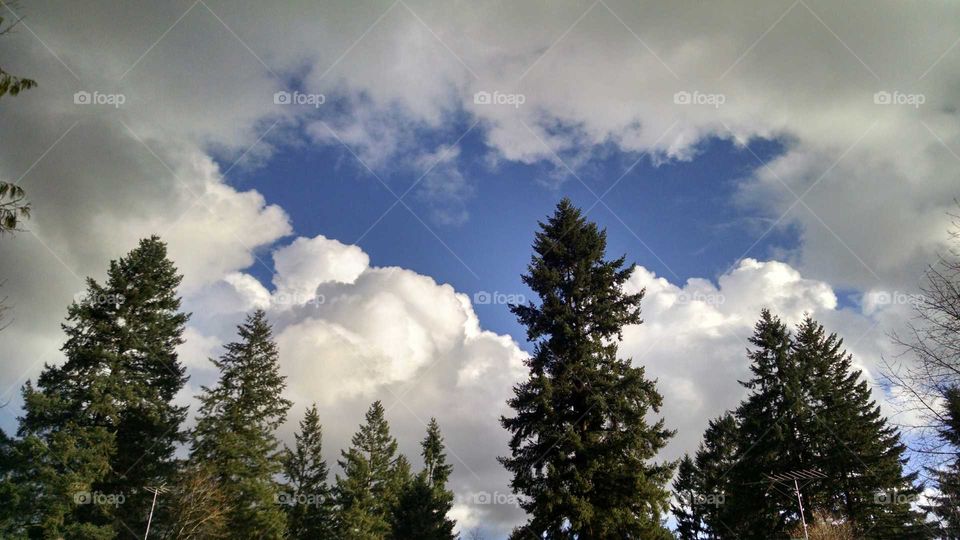 Douglas fir, white clouds, blue sky