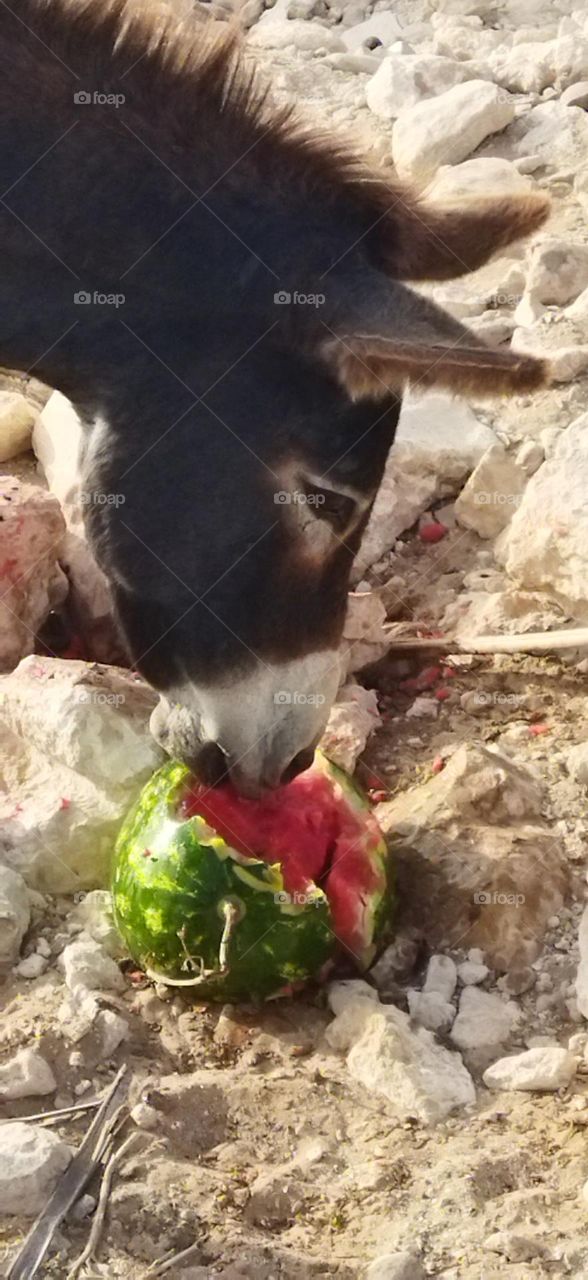 a beautiful donkey is eating watermelon.