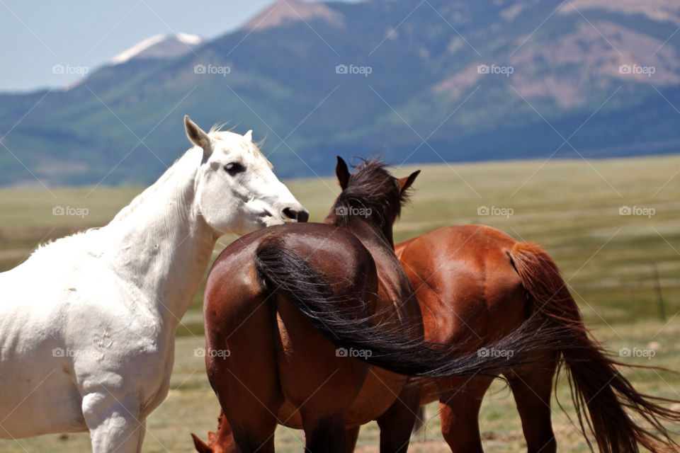 View of wild horses