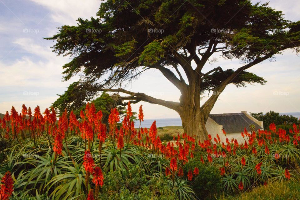 Aloe succotrina shrub in South Africa 