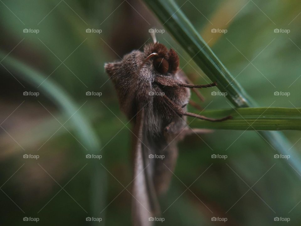 Mil is Ukrainian insect