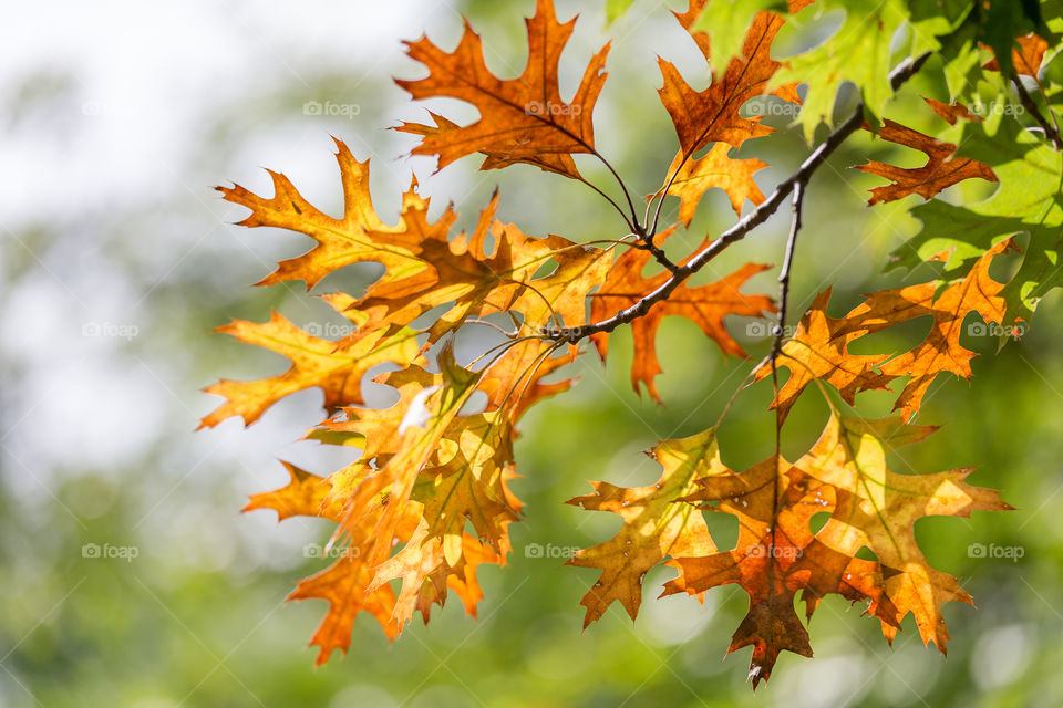 Colorful fall season with oak leaves on the tree