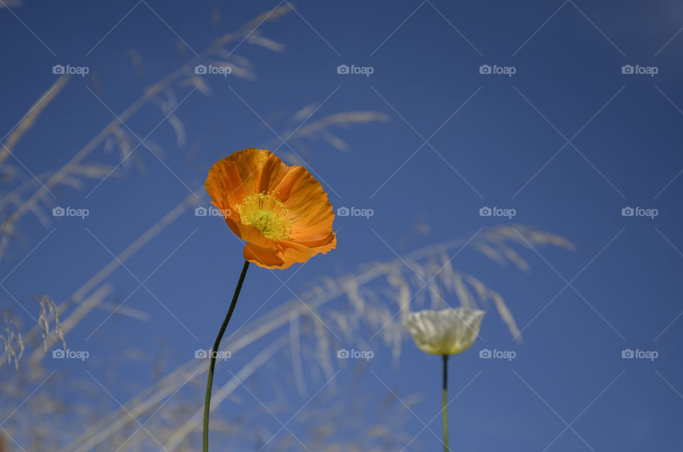 A bright orange poppy against a blue sky. A small light poppy in the background and light beige pampas grass are out of focus.