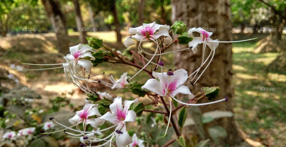 wildlife photography of white flower