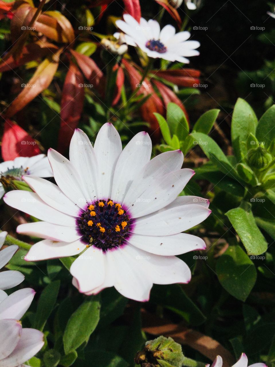 This is a photo of a white flower with a purple and orange middle. It has red and green leaves in the background.