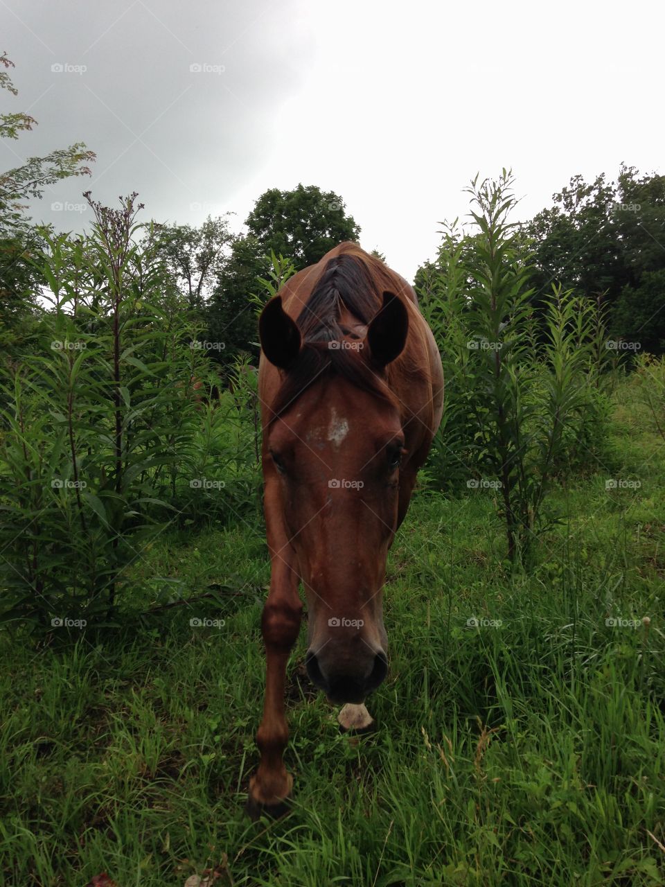 Horses in a huge pasture . Almost wild horses in a huge pasture of which we rescued and also placed with loving homes