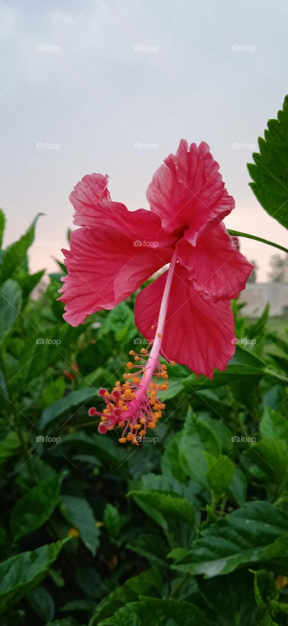 Hibiscus, it is genus of flowering plants in the mallow family malvaceae, it is native to warm temperature. shoot at, Tue, 2 Aug, 2023, 6:32, pm, lucknow india.
