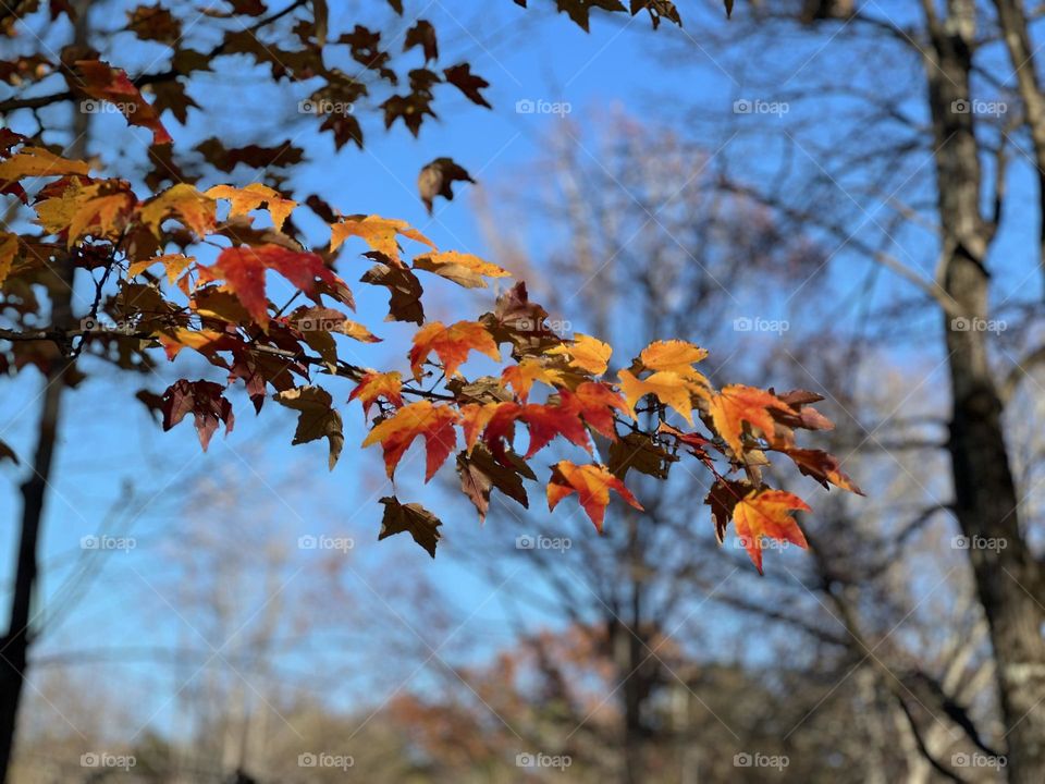 Autumn Holding On 